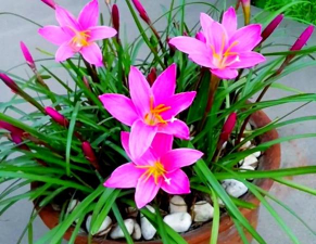 家庭养花韭菜莲