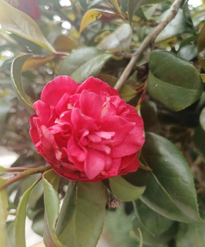 林妈妈喜欢养花