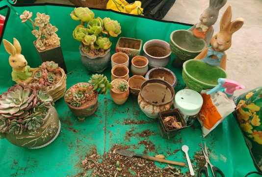 家庭养花用生根粉