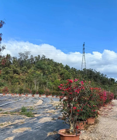 家庭养花用生根粉