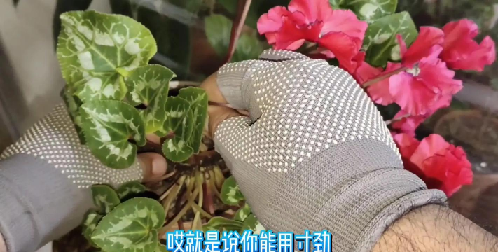 家庭养花用生根粉