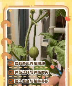 西瓜怎么养花最快