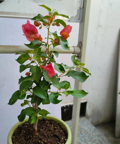 家庭养花用生根粉