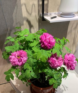 绿化景观设计，提升环境品质，创造宜人空间