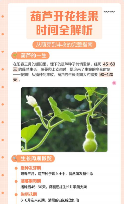 葫芦籽怎么养花