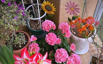 家庭养花用生根粉