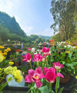 家庭养花用生根粉