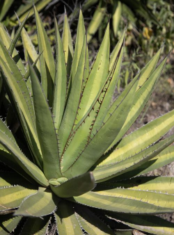 龙舌兰叶子为什么发黄