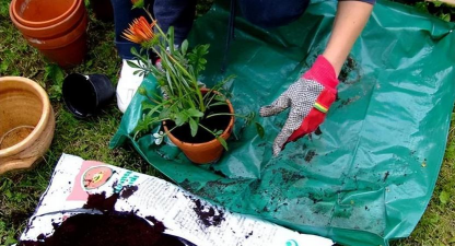 家庭养花用生根粉