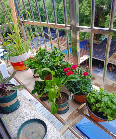 家庭养花用生根粉