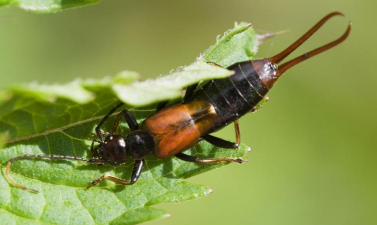 柚园椿象防治经验
