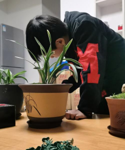 家庭养花用生根粉