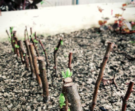 家庭养花用生根粉