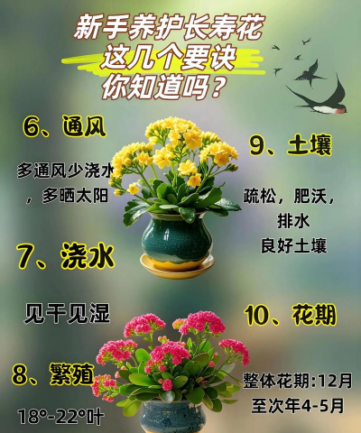 老人养花犯法吗