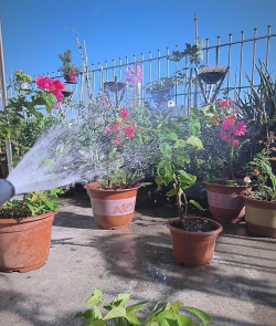 家庭养花用生根粉