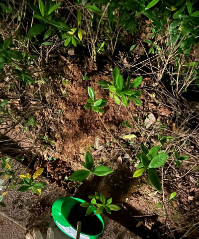 家庭养花用生根粉