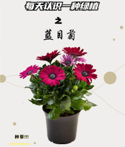 蓝目菊如何暴盆