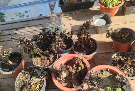 家庭养花用生根粉