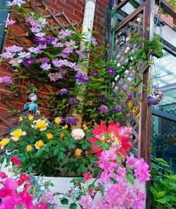 家庭养花用生根粉