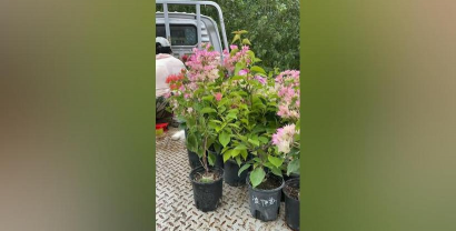 家庭养花用生根粉