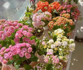 家庭养花用生根粉