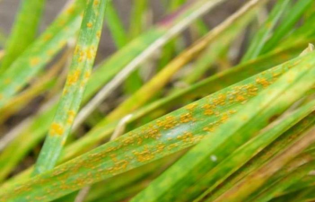 如何控制草坪锈病