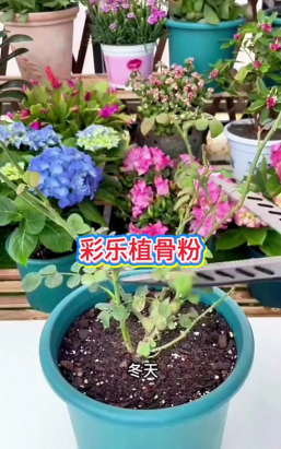 家庭养花用生根粉