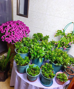 家庭养花用生根粉