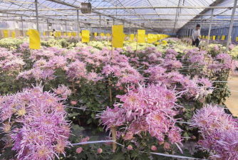 家庭养花用生根粉