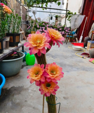 家庭养花用生根粉