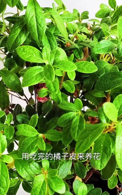 家庭养花用生根粉