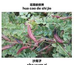 沙苑子可以养花吗