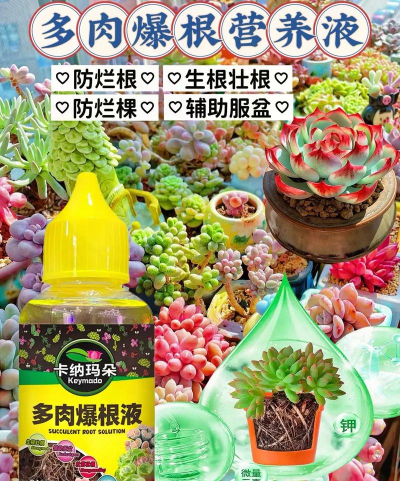 家庭养花用生根粉