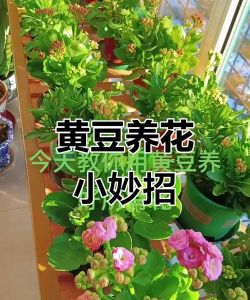 家庭养花用生根粉