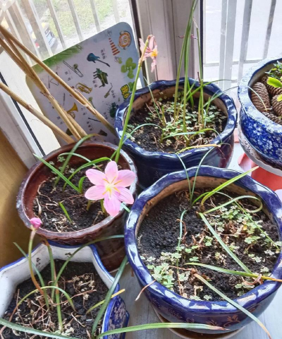 家庭养花用生根粉