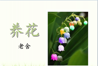 家庭养花用生根粉