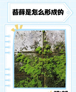 怎么产生苔藓
