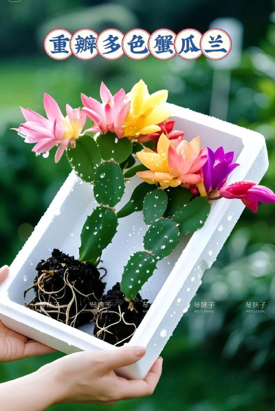 家庭养花用生根粉