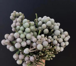 银珊瑚花如何醒花