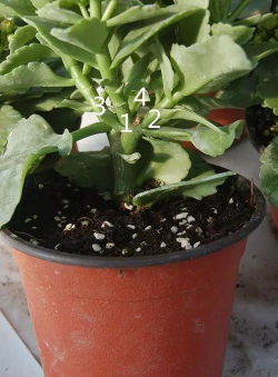 家庭养花用生根粉