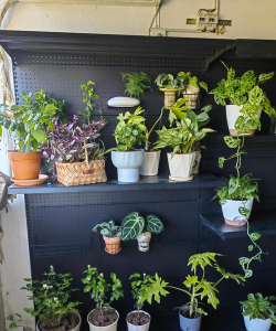 家庭养花用生根粉