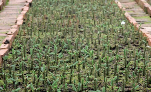 家庭养花用生根粉