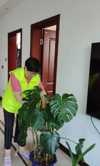 家庭养花用生根粉