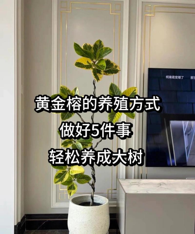盆栽黄金棰榕如何养殖