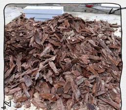 芍药花怎么养，掌握关键要点，花开更鲜艳