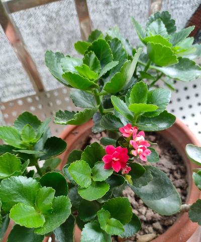 芍药花怎么养，掌握关键要点，花开更鲜艳