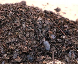 芍药花怎么养，掌握关键要点，花开更鲜艳