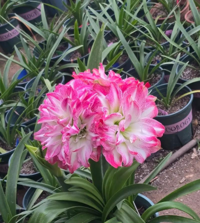 芍药花怎么养，掌握关键要点，花开更鲜艳