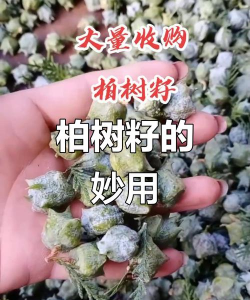 芍药花怎么养，掌握关键要点，花开更鲜艳