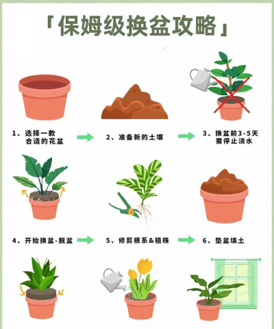 芍药花怎么养，掌握关键要点，花开更鲜艳